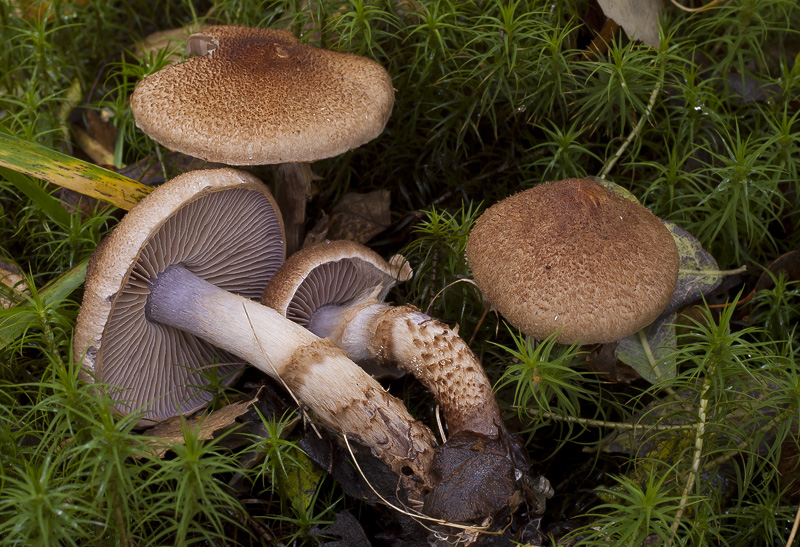 Cortinarius pholideus